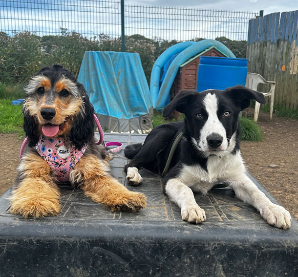 2 Dpgs Sitting Together