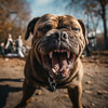 Picture of a dog growling